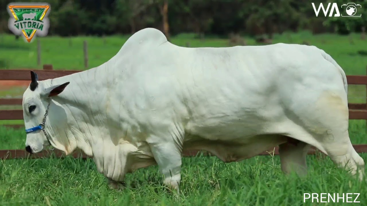 Gandry Fiv J Mata Velha