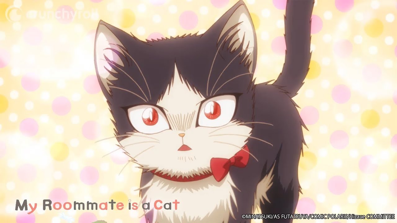 Un gato comprobando la peligrosidad del humano | My Roommate is a Cat