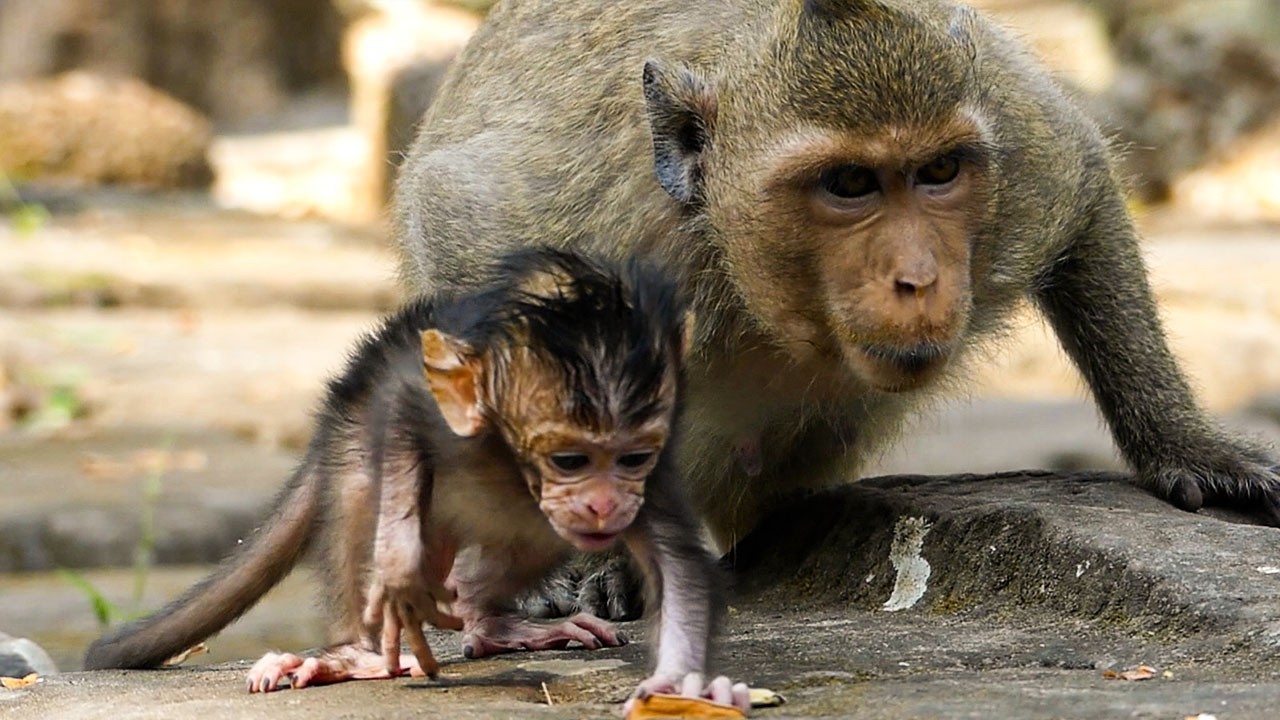 Calm forest days | Mom Amaya walks with baby Avery to inspire his training sessions