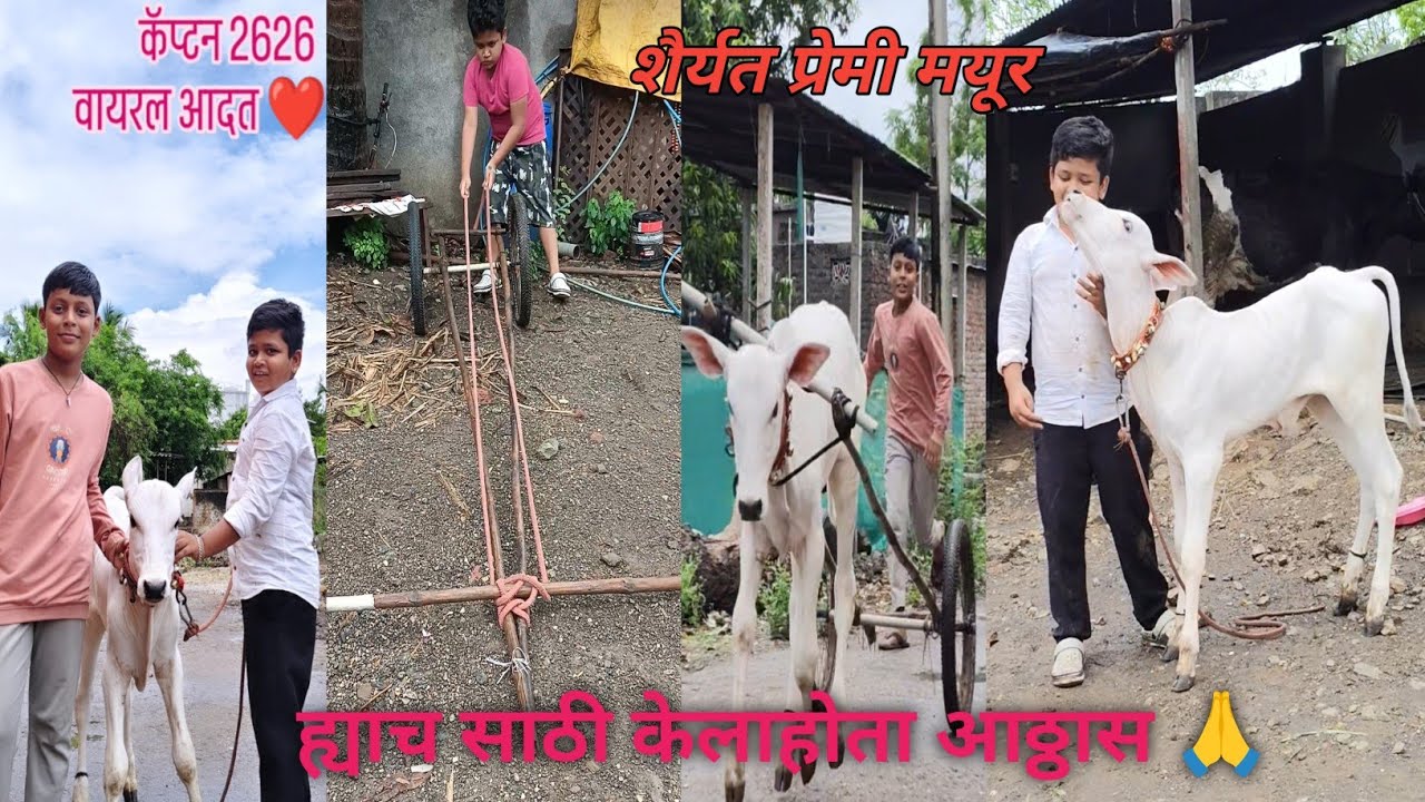 शर्यतीच्या नादासाठी किती केला अट्टहास पहा पूर्ण विडिओ 👍 लाईक शेअर कमेंट सबस्क्राईब करायला विसरू नका🙏
