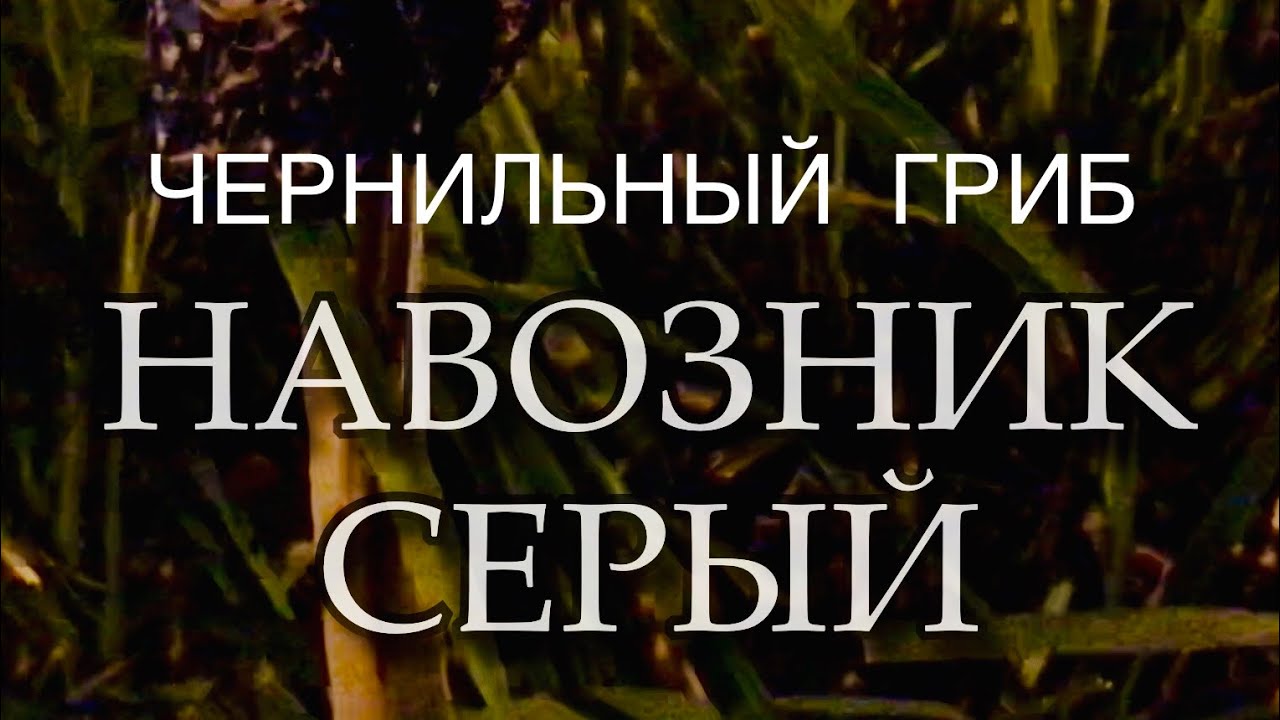 Из чего делают чернила? Из гриба навозник серый чернильный. 😆