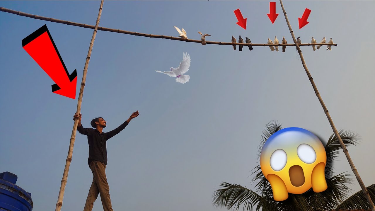 নতুন পায়রা এলো 🕊️ পায়রাটা কি আমরা ধরতে পারবো?