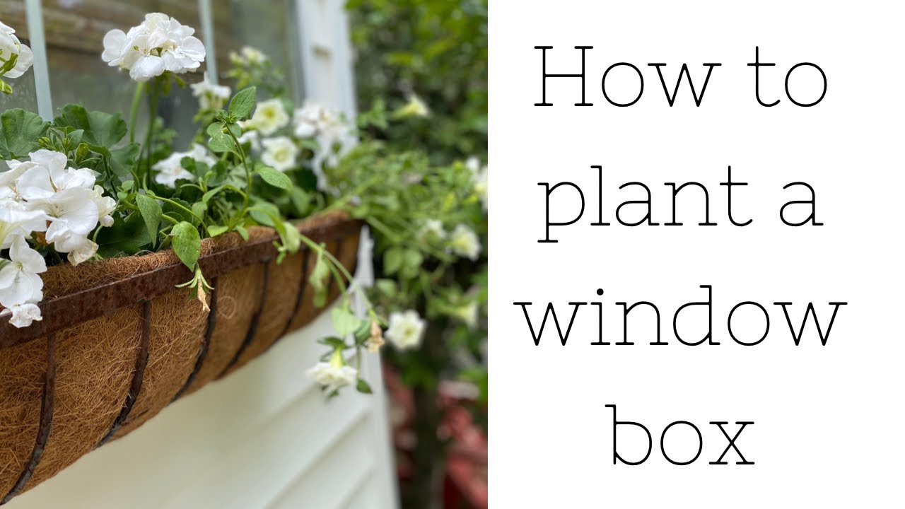 How to plant a window box