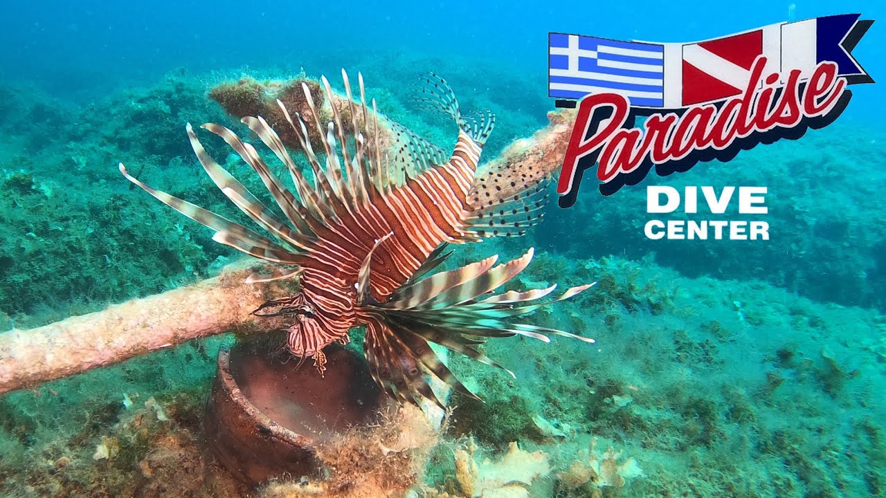 Tauchen Kreta, Paradise Dive Center Rethymnon, Crete, diving, night dives, Georgioupolis