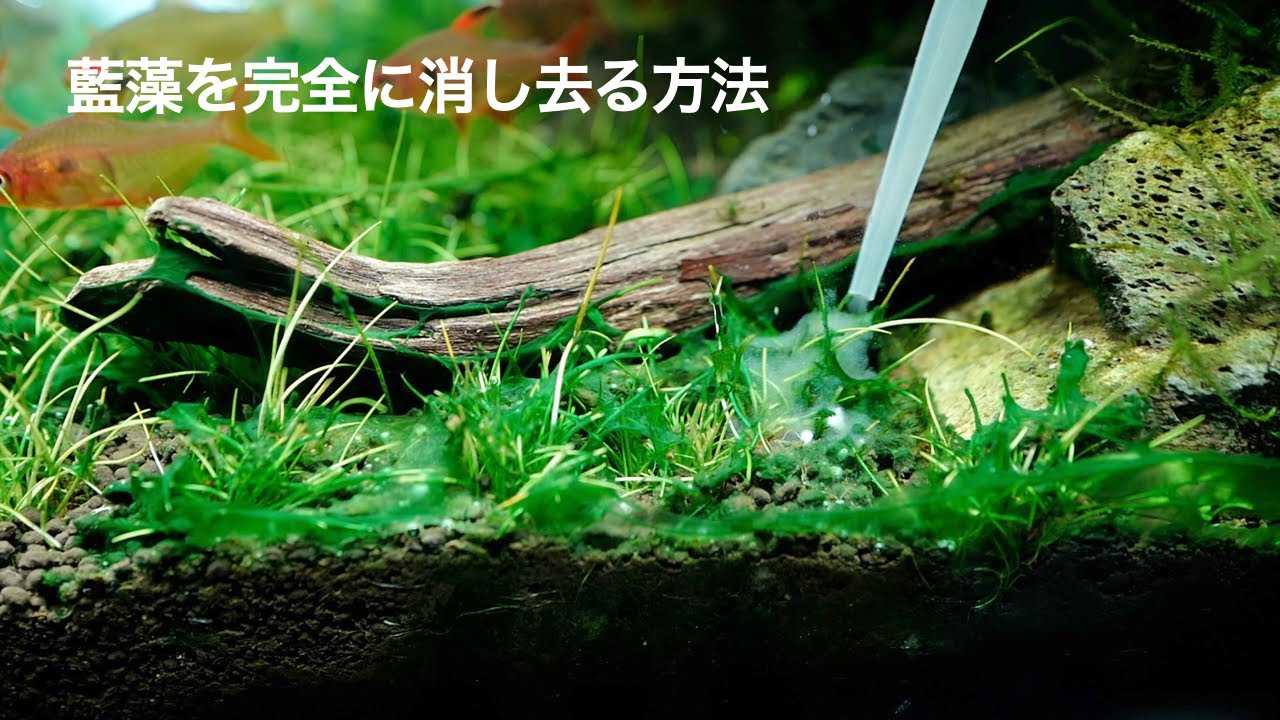 【完全解説】藍藻駆除マニュアルを作ってみました #アクアリウム #藍藻 #aquarium