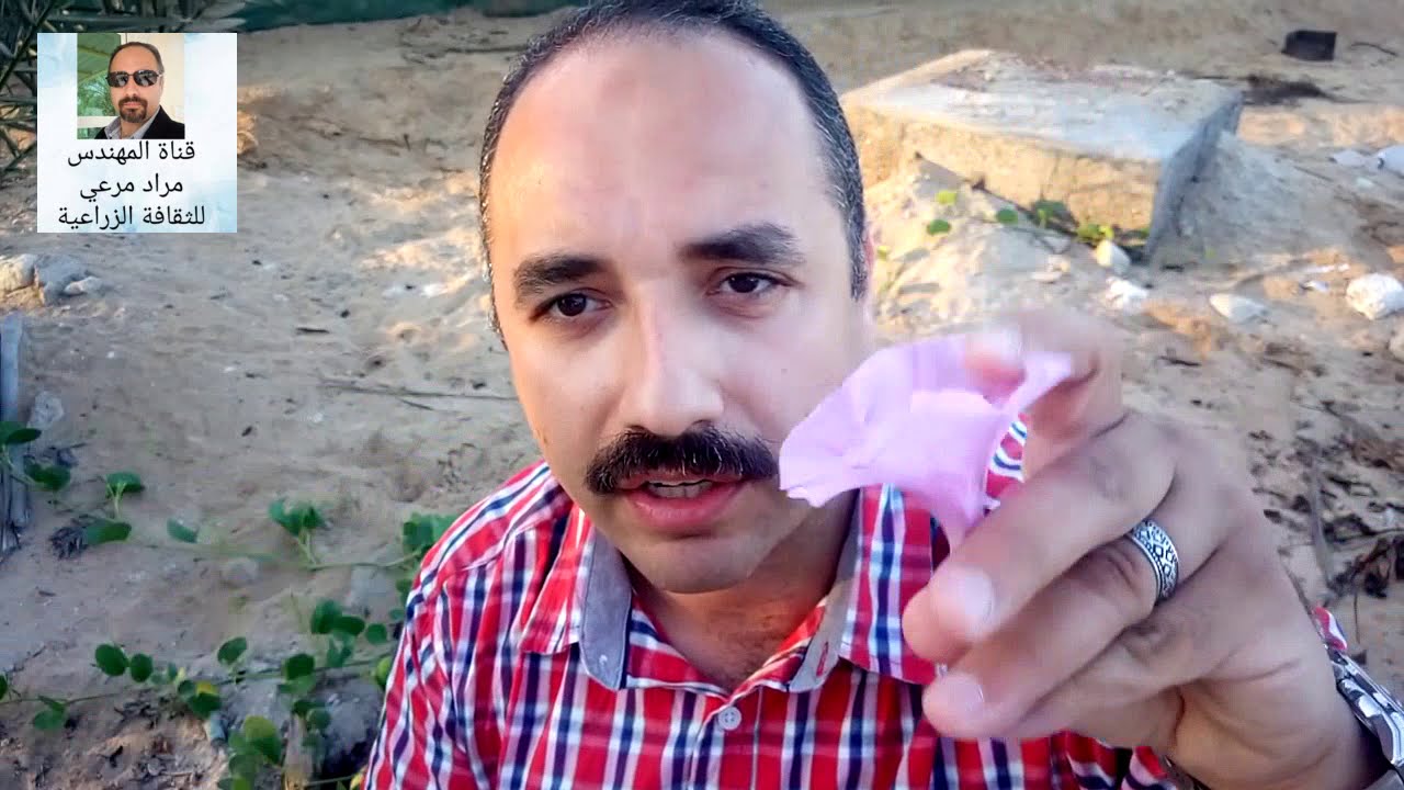 ايبوميا رجل غزال نبات متسلق مزهر يتحمل ملوحة البحر  Ipomoea pes-caprae حلقة 95