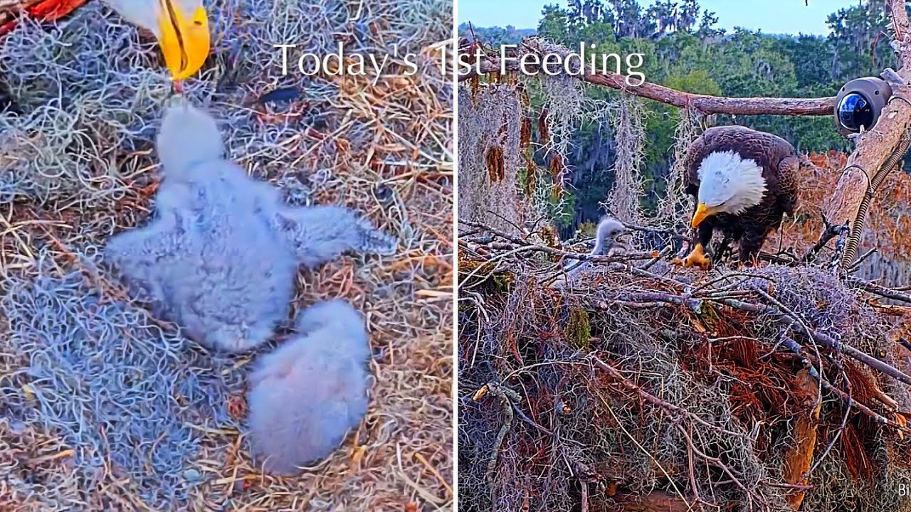 #42🦅🐥13°🐥8°／Winter Park Eagle Nest 2026／Against All Odds:One-Eyed Mom Eagle／by Winter Park Eagle Cam