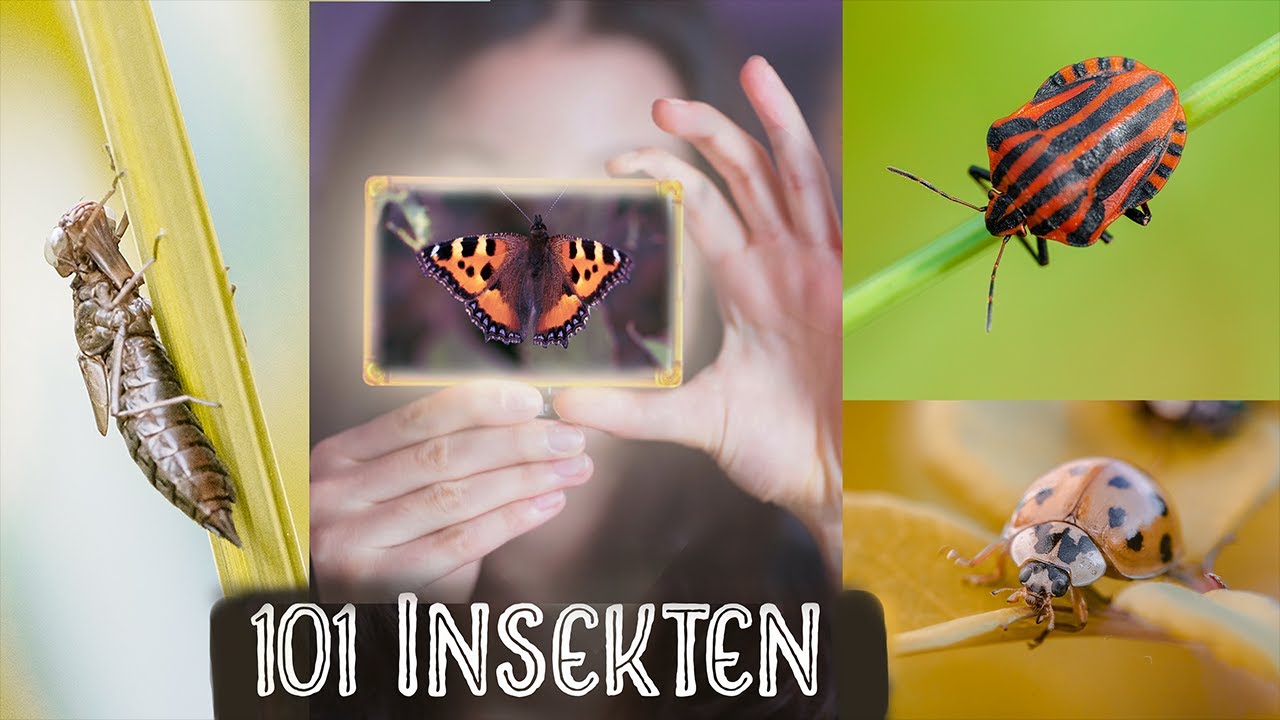 Die fabelhafte Welt der Insekten | MAKRO Fotografie