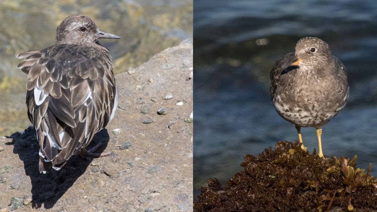 BLACK TURNSTONE | SURFBIRD | ARENARIA MELANOCEPHALA | CALIDRIS VIRGATA | WILDLIFE | NATURE