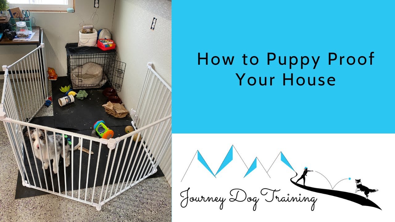 How to Puppy Proof Your House