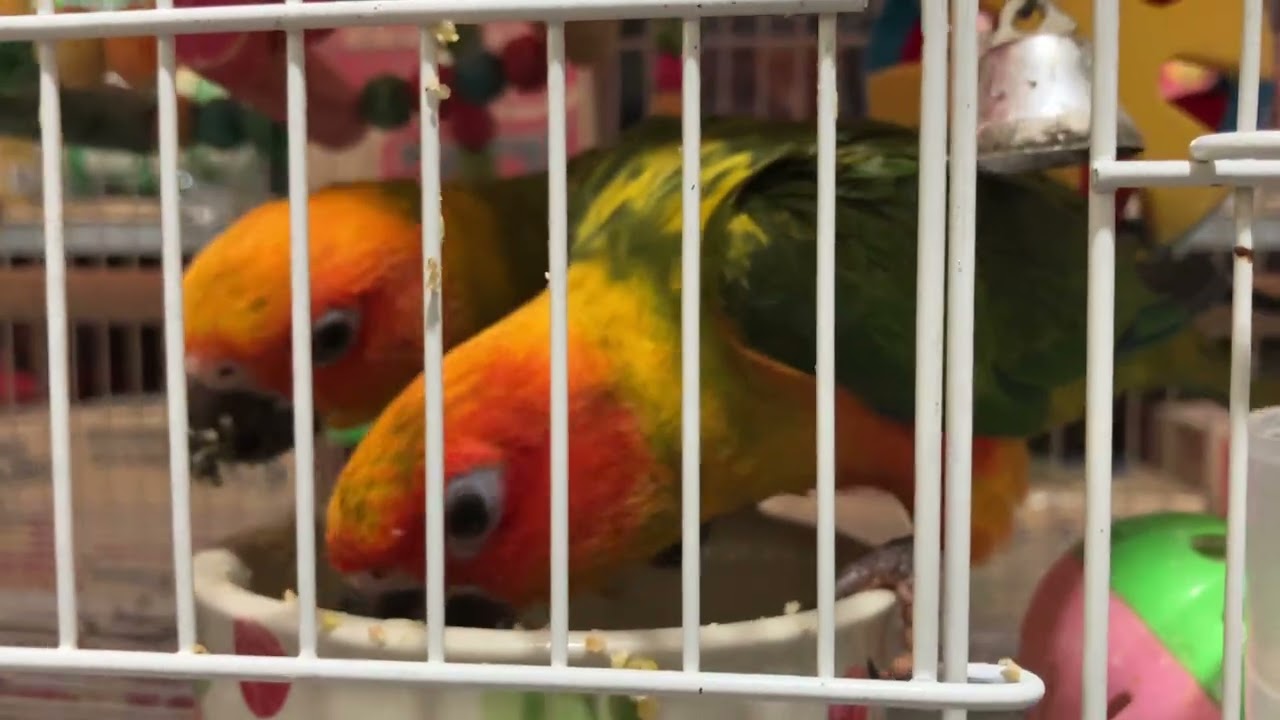 Beautiful and smart pets parrot 🦜 