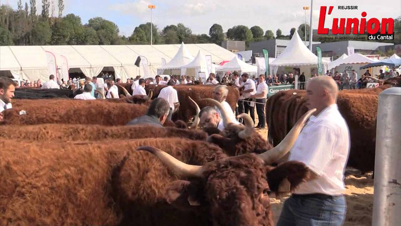 Concours national salers 2014 - groupe de vaches