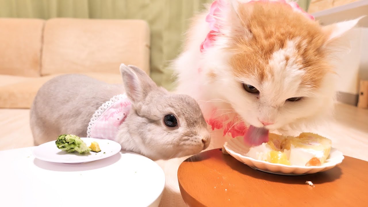 入賞したお祝いでめちゃくちゃおいしそうな猫用ケーキを食べる弟ニャンコの隣で必死に自制心を働かせるお姉ちゃんうさぎ