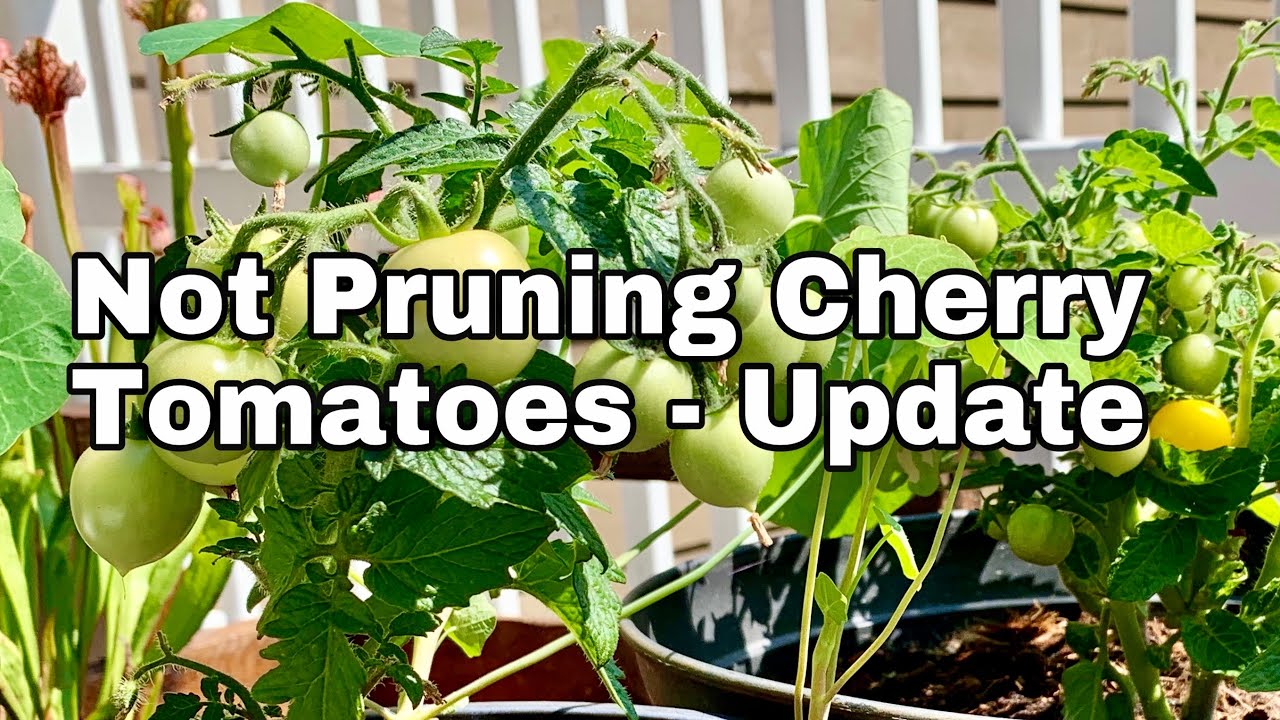 Don't Prune Cherry Tomatoes for Maximum Yield (and Determinate) Follow Up Video