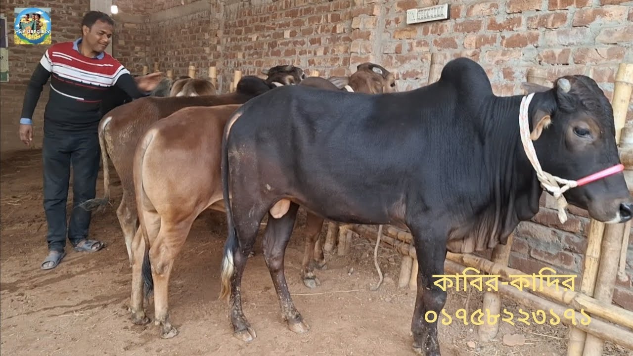 @ 4/2/26|| পল্লী অঞ্চলের খামারে সস্তায় খামার উপযোগী দেশাল জাতের দাঁতালো ষাঁড় গরু||
