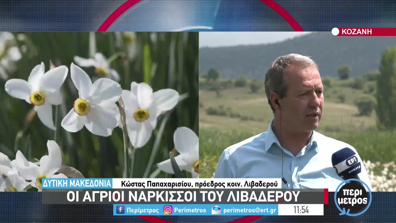 Οι άγριοι νάρκισσοι στο Λιβαδερό Κοζάνης | 16/05/2022 | ΕΡΤ