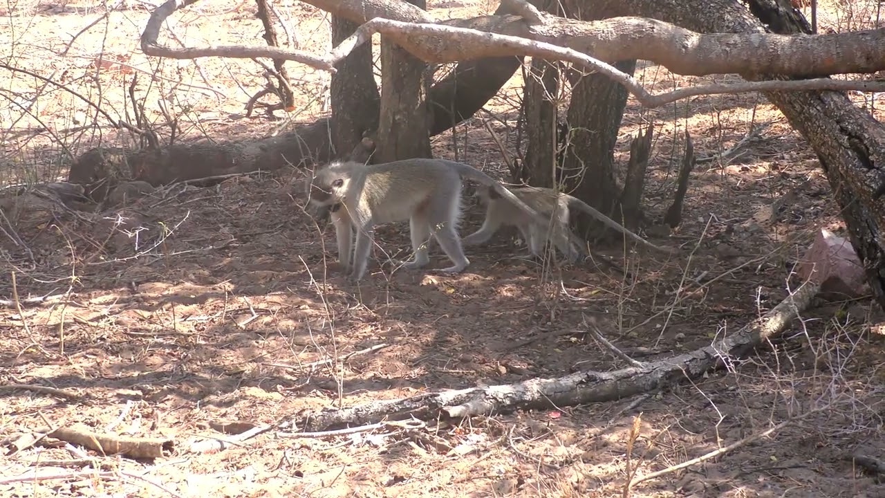 Kruger National Park: Monkeys Foraging and Grooming