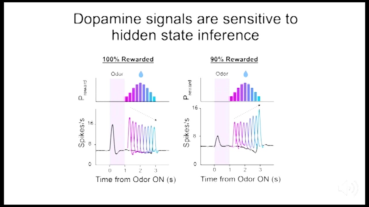 Cortical Inactivation Freezes Dopamine's Sensitivity to Belief