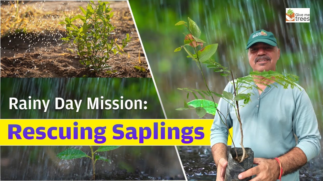 Our Rainy Day Mission to Save Young Sapling