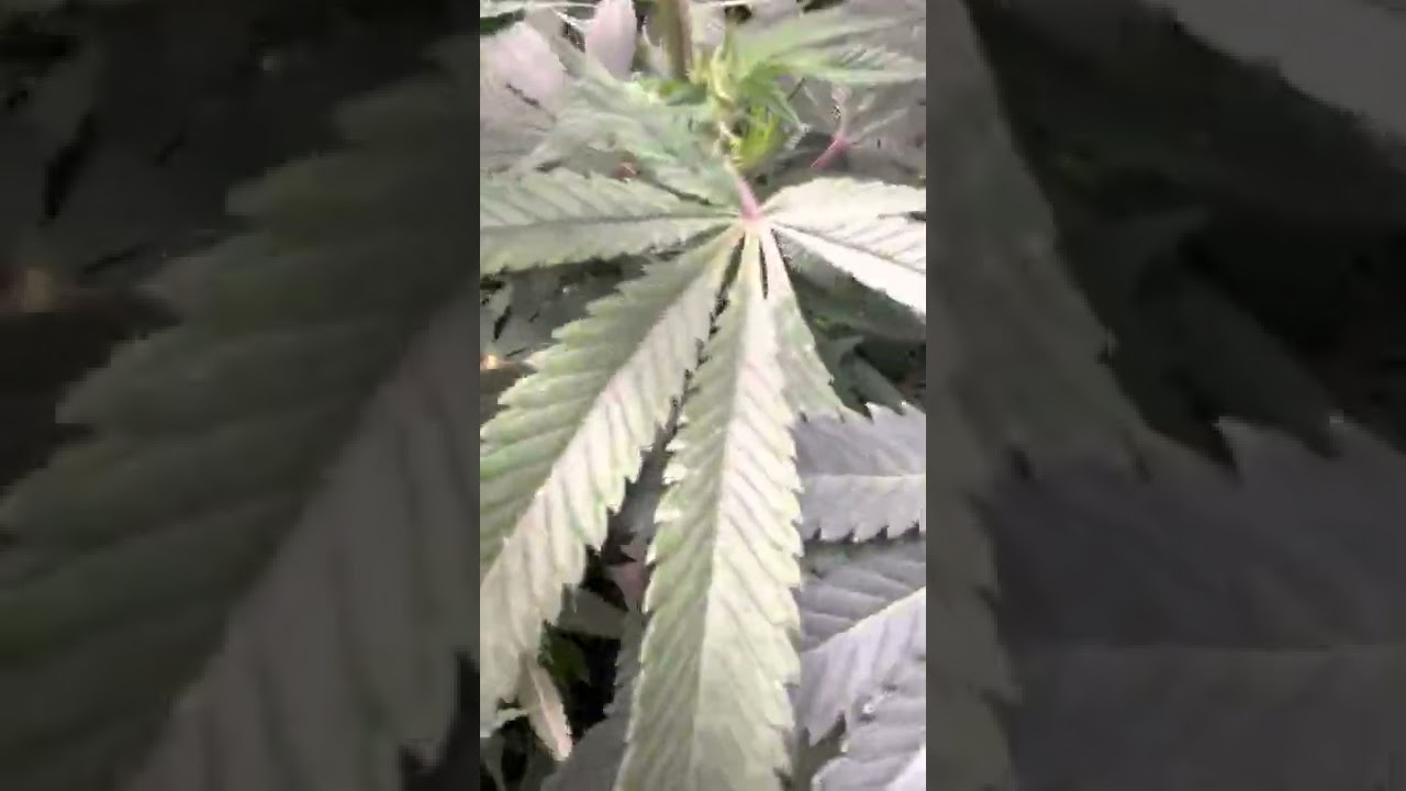 Cakes n cream closet grow 2022 #virginiabeachva #757growers #420 #growyourown