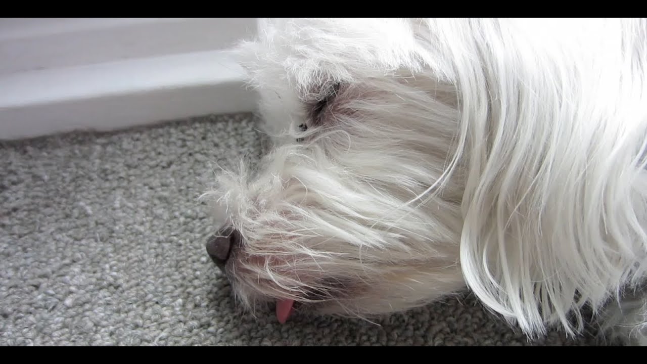 Falafel (9/1/11)