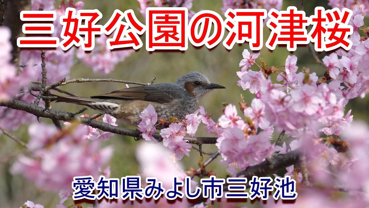 三好公園の河津桜 (2023年3月10日撮影)
