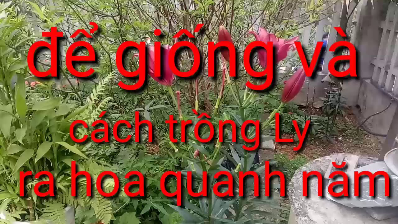 để giống và trồng hoa ly ra hoa quanh năm