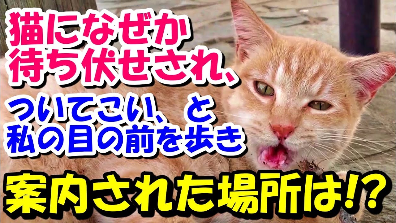 【猫の感動する話】学校帰り、全く知らない猫になぜか待ち伏せされ、ついて来いと言わんばかりに私の目の前を歩き猫に案内された場所は&hellip;【朗読】