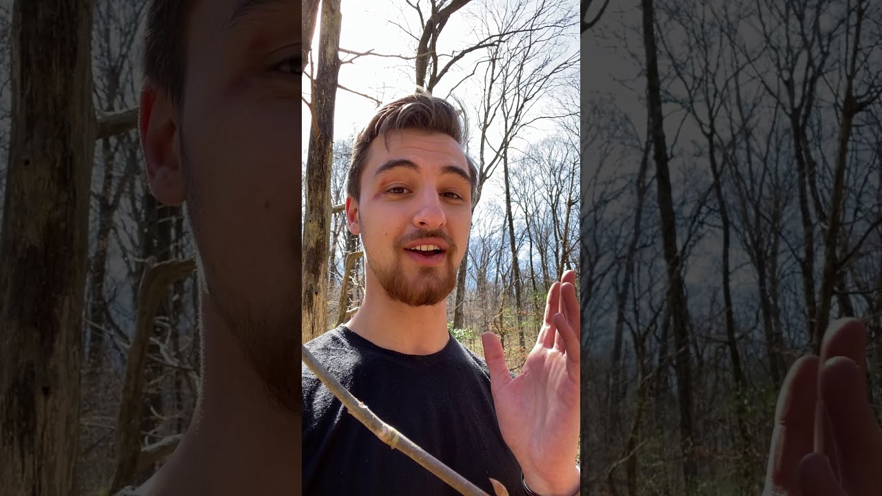 How to ID Buckeye Tree by Bud - Easy!