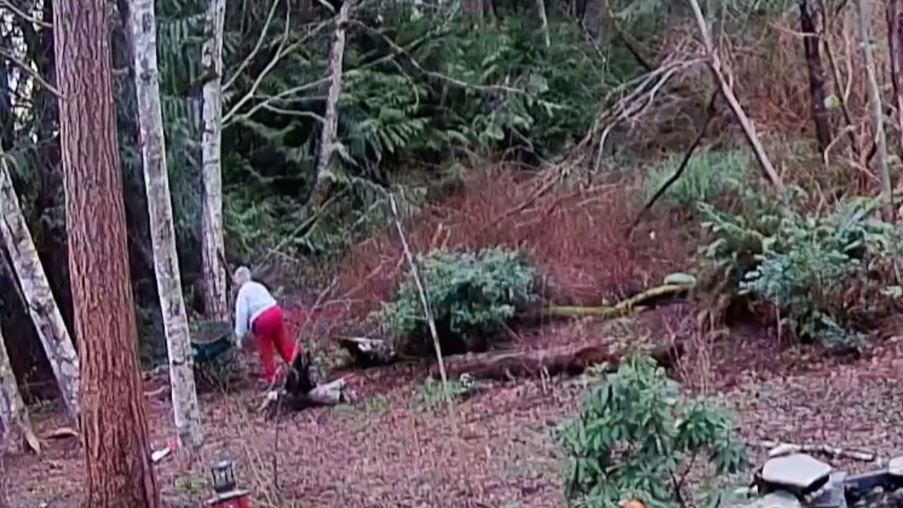 Sheer Determination