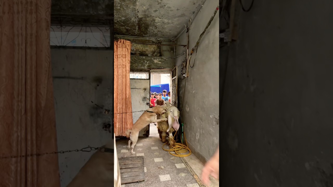 Pitbull attack on shero neck😱 #ytshorts #dogattack #shorts #petlover #qurbani #viral #pitbull #yt