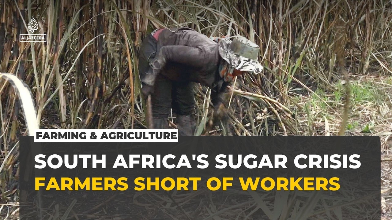 South African sugar farmers face labour shortage as migrant workers leave