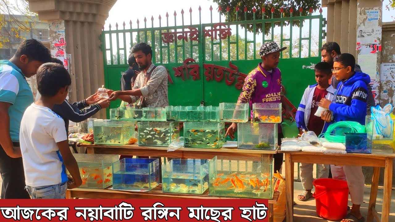 Aquarium Price In Bangladesh। Aquarium Fish Price In Khalispur। Aquarium Fish Price In Bangladesh