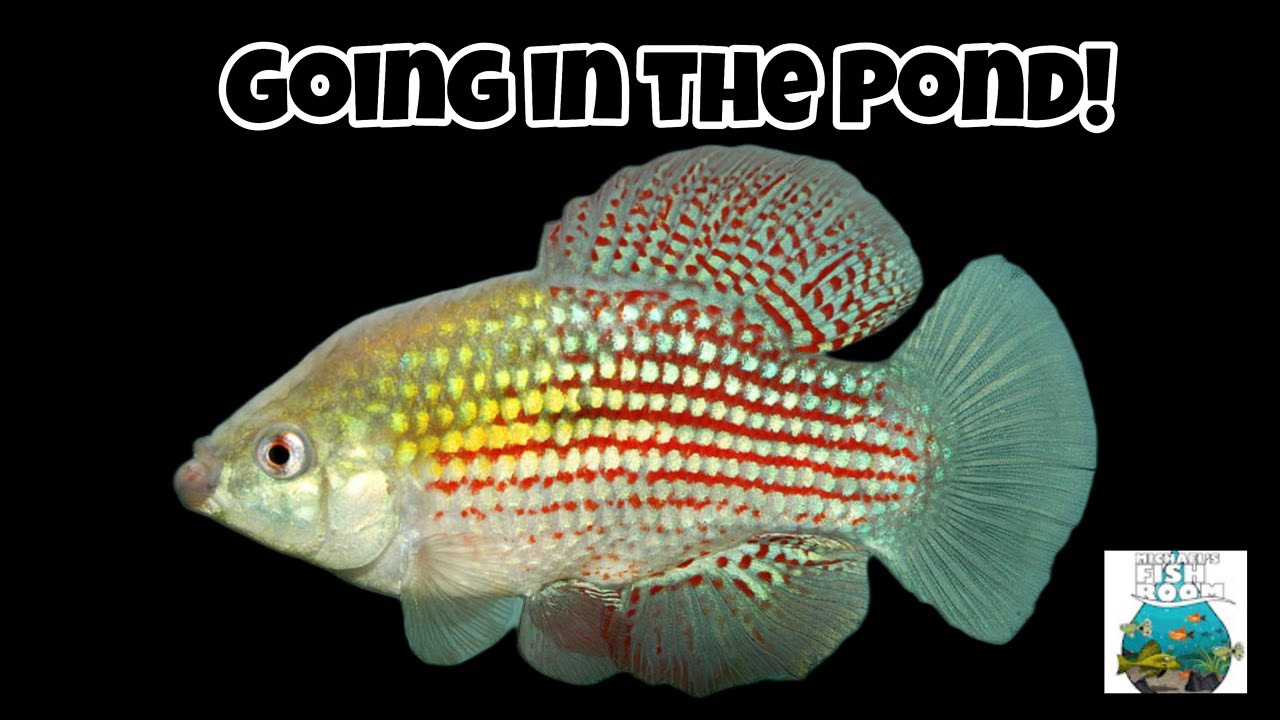 American Flag Fish Pond!