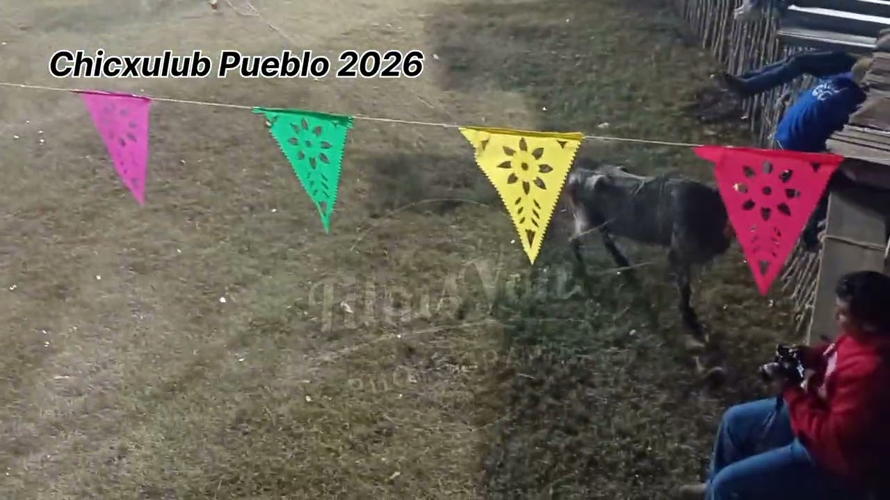 Duelo de Lazo Femenil y Juvenil Chicxulub Pueblo 2026 Rancho La Herradura Triunfando. Vaca La Toxica