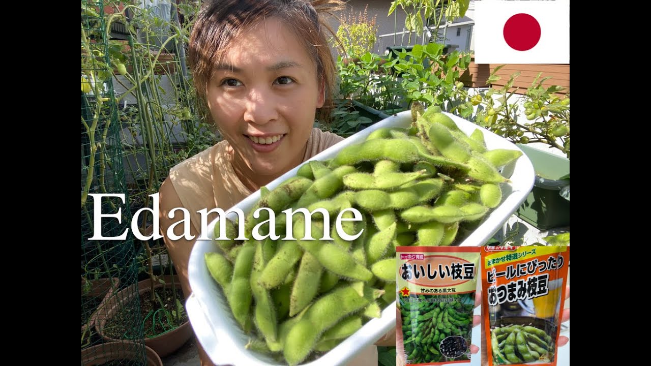 GARDEN VLOG EP.30 Grow Edamame [Black & White Soybeans] in Containers on Balcony