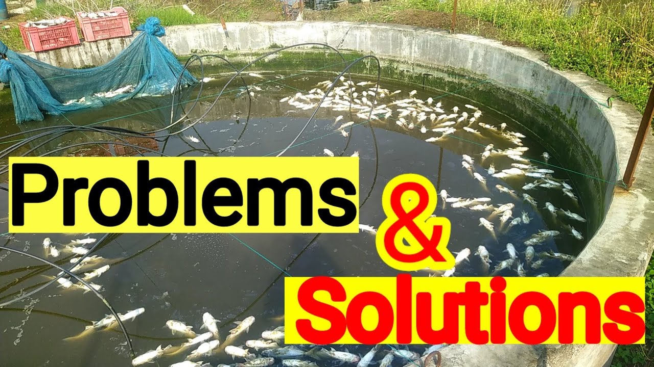 बायोफ्लॉक में न करें ऐसी गलती।।What Is Reason Of Fish Mortality In Biofloc Tank।।biofloc profit/loss