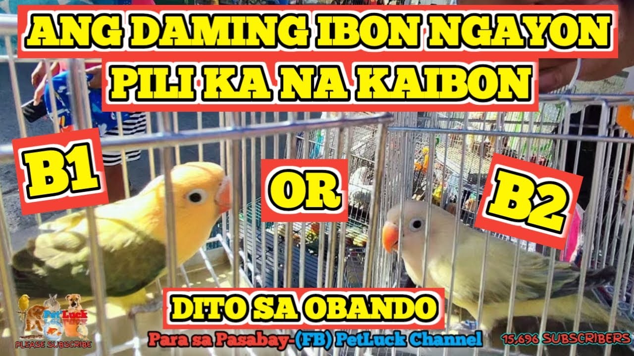 LOVEBIRDS UPDATE TAYO NGAYON DITO SA OBANDO ANG DAMING IBON