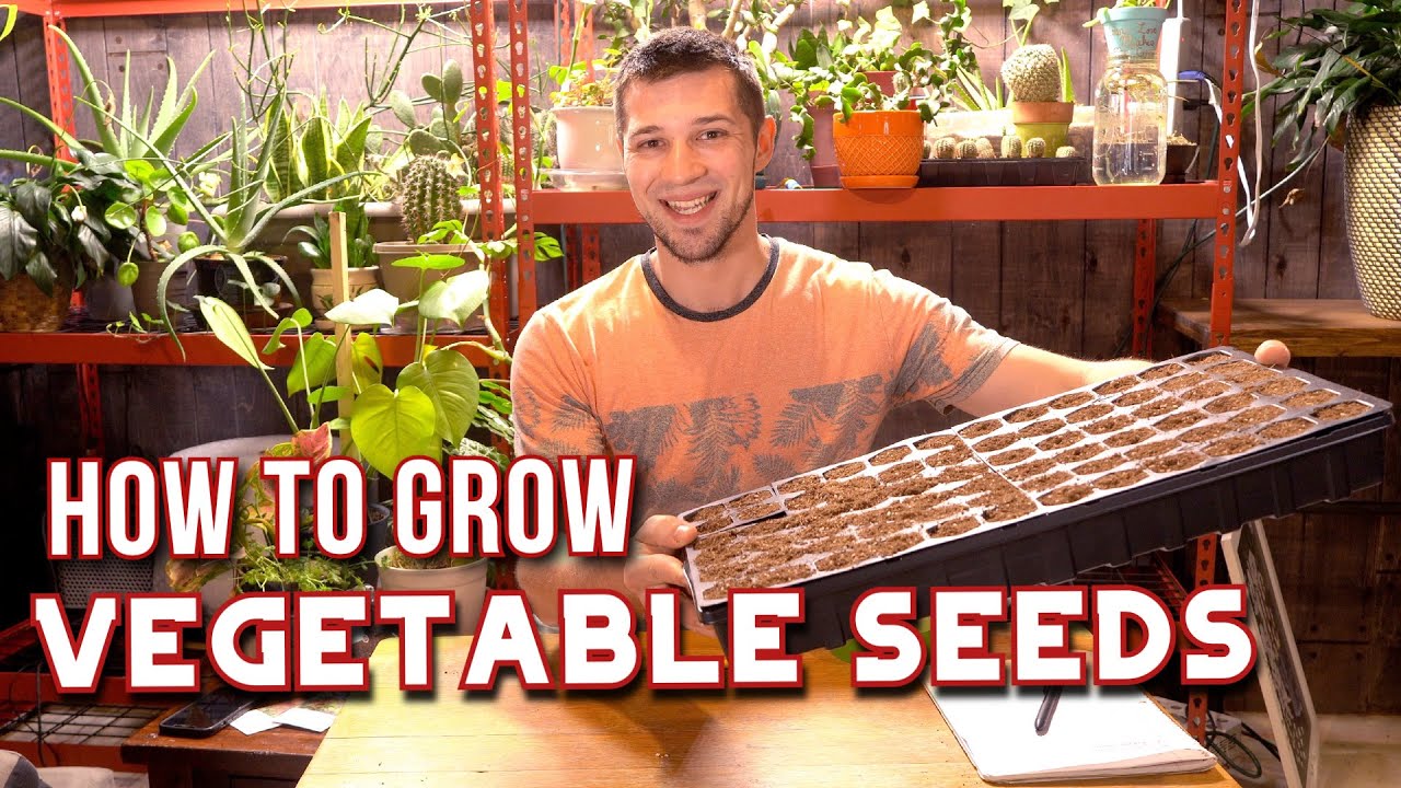 Starting Vegetable Seeds At Home! Step By Step Guide
