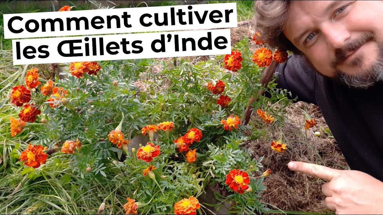 Comment cultiver les ŒILLETS d'INDE