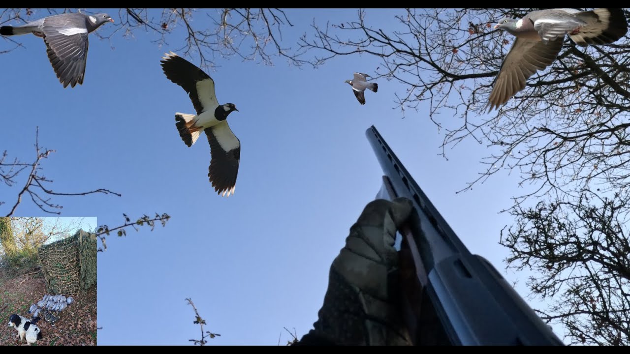 Chasse PIGEONS § VANNEAUX Décembre 2025