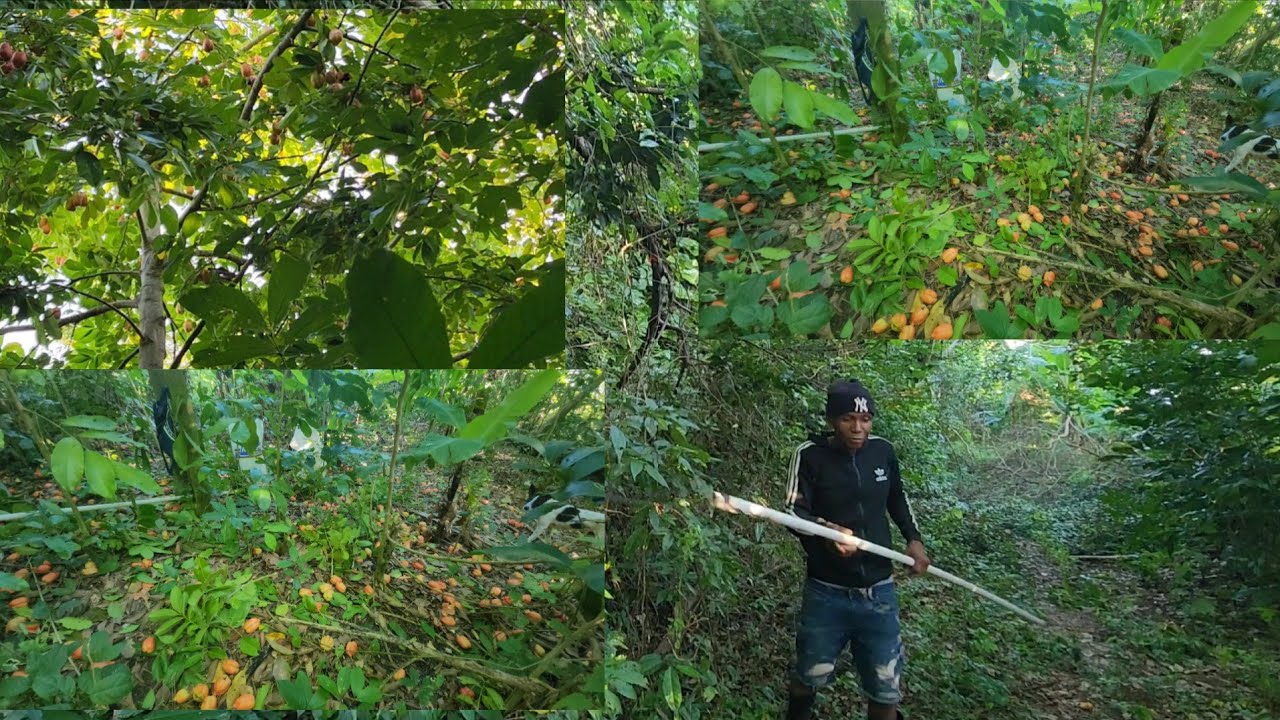 Getting more and more ackee for subscribers 