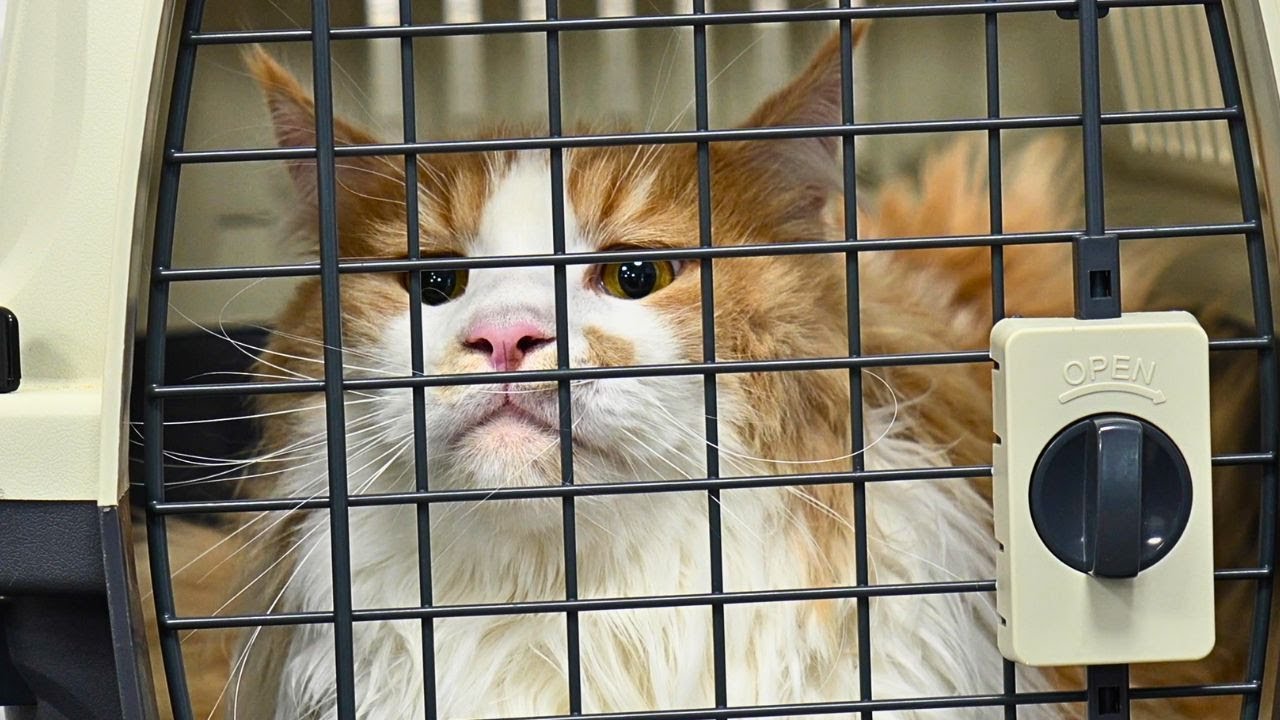 The Best Orange Boy On The Planet | 30lbs Maine Coon Cat Takes Flight