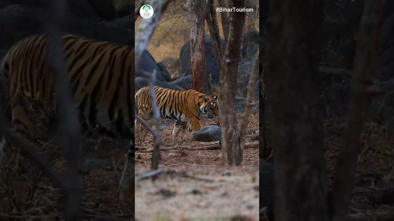 On World Animal Day, celebrate with Bihar Tourism the majestic tigers at Valmiki Tiger Reserve!
