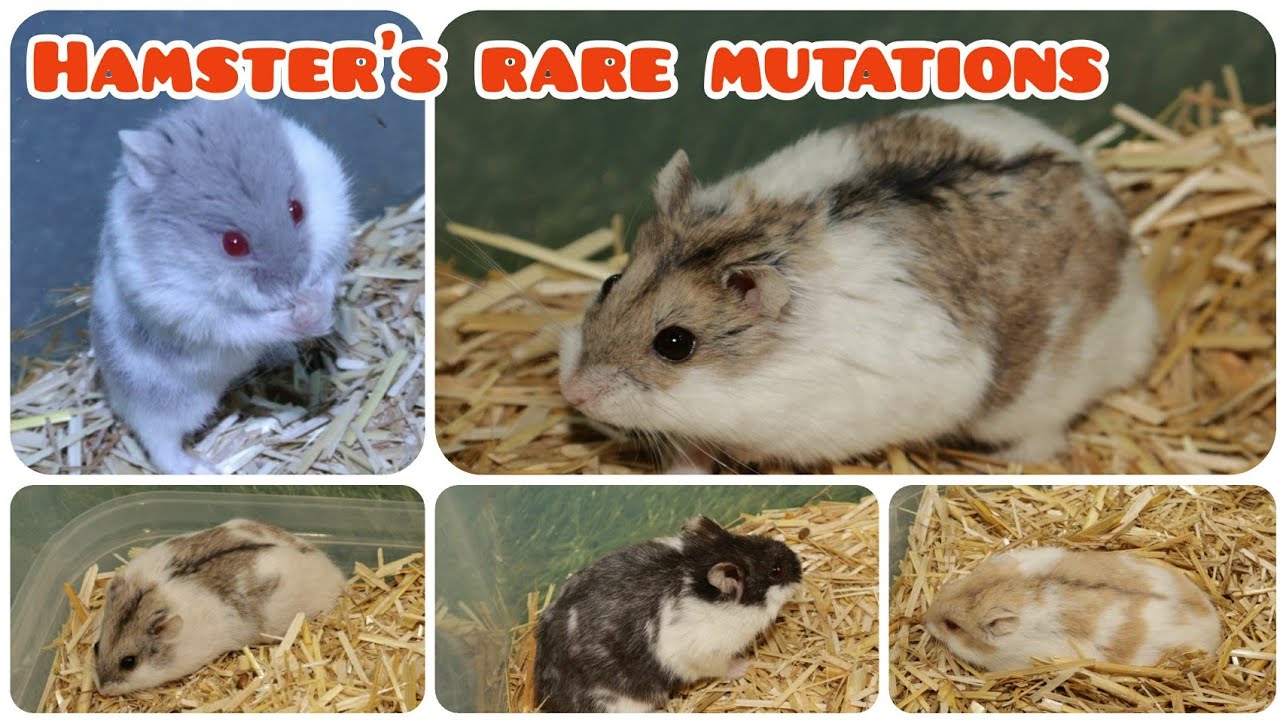 Ep34. All dwarf hamsters rare color mutations in single video