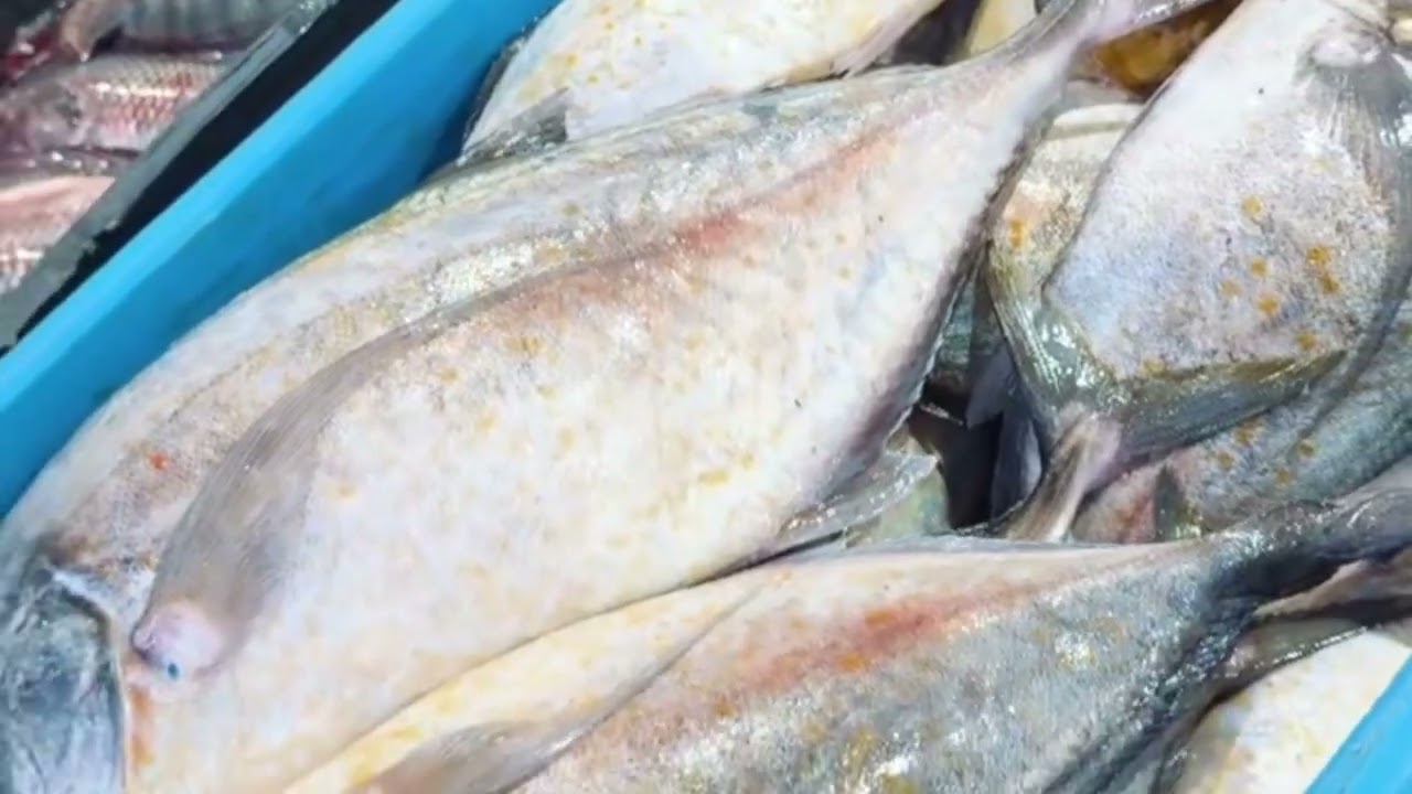 جولة داخل سوق السمك: كنوز البحر الأحمر قدام عينيك! 🐟🦐