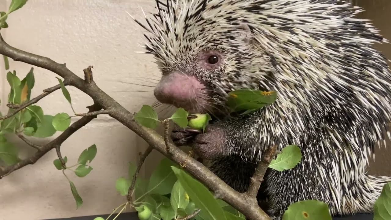 George the porcupine is the snack champion