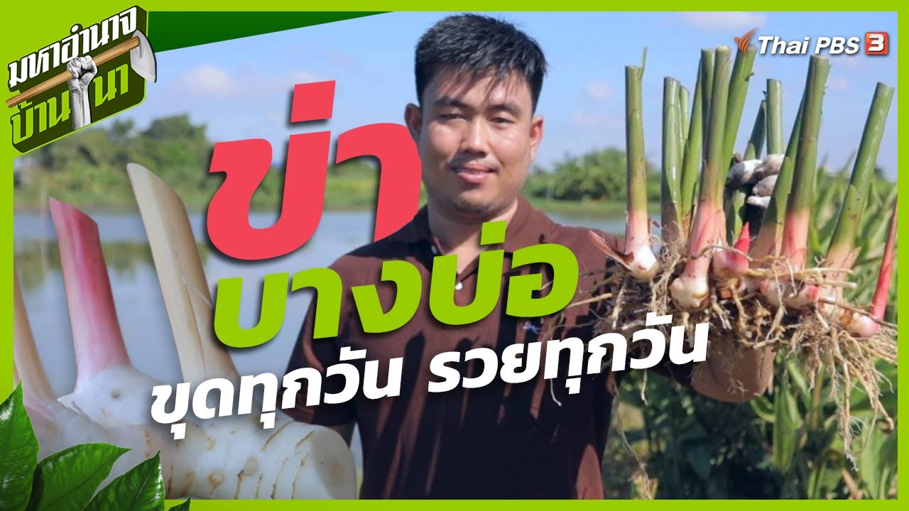 ข่าบางบ่อ ขุดทุกวัน รวยทุกวัน | มหาอำนาจบ้านนา