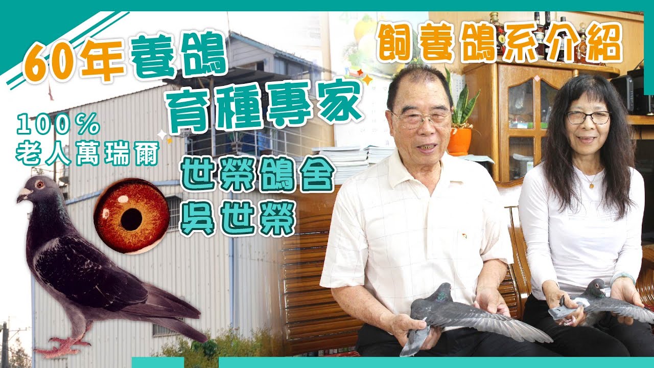 【世榮鴿舍】鴿系介紹｜100℅老人萬瑞爾，修士肯萬瑞爾–源自16號閃電號