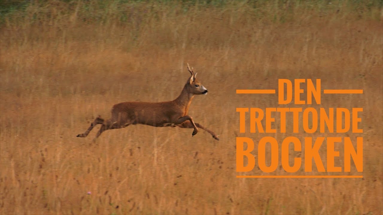 Den Trettonde Bocken - en Film om Lockjakt på Råbock